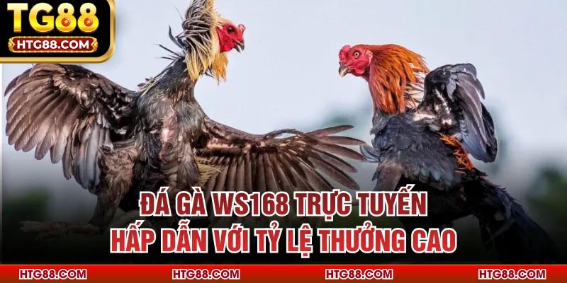 Đá Gà WS168 Trực Tuyến, Hấp Dẫn Với Tỷ Lệ Thưởng Cao