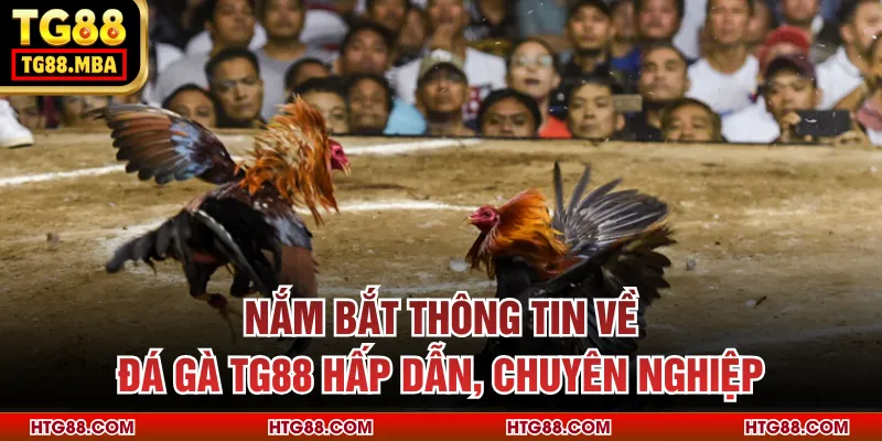 Nắm bắt thông tin về đá gà TG88 hấp dẫn, chuyên nghiệp