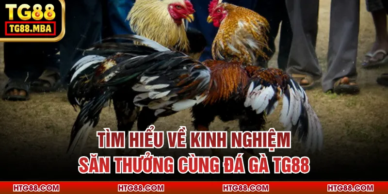 Tìm hiểu về kinh nghiệm săn thưởng cùng đá gà TG88